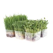 Organic Wheatgrass, Pea and Sunflower Punnet Selection