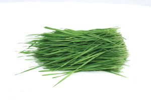 Cut Wheatgrass