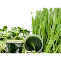 Frozen Sunflower & Wheatgrass Juice 30 cups