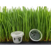 Frozen Wheatgrass Juice 30 cups