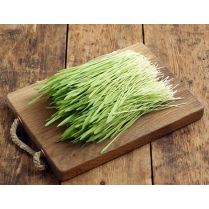 Cut Barleygrass
