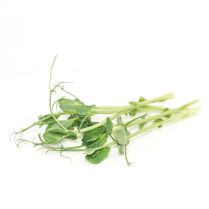Cut Snow Pea Shoots