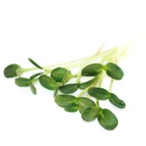 Cut Sunflower Greens