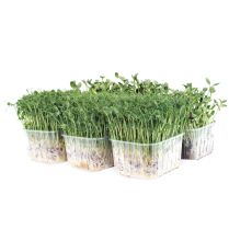 Organic Pea Shoots and Sunflower Greens Punnet Selection
