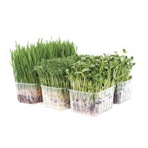 Organic Wheatgrass, Pea and Sunflower Punnet Selection