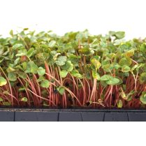 Fresh Buckwheat Lettuce cut