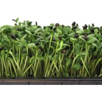  Organic Fresh Sunflower Greens     
