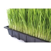 Fresh Organic Living Barley Grass