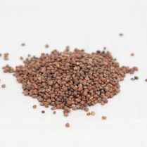 China Rose Radish Organic Seeds