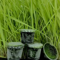 Frozen Barleygrass Juice 30 cups