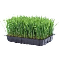 Fresh Organic Live Wheatgrass
