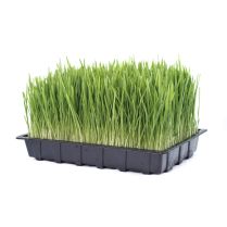 Fresh Organic Living Barley Grass