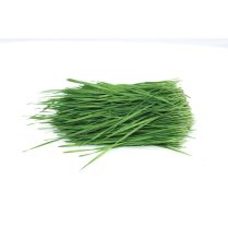 Cut Wheatgrass 