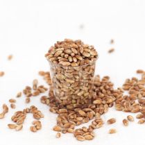 Wheatgrass seeds - Organic Wheat Grain 500g - sample