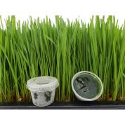 Frozen Wheatgrass Juice 30 cups