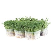 Organic Pea Shoots and Sunflower Greens Punnet Selection