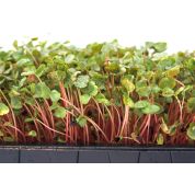 Fresh Buckwheat Lettuce cut