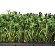Fresh Organic Living Sunflower Greens Tray