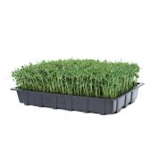 Fresh Organic Living Snow Pea Shoots
