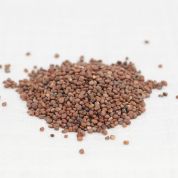 China Rose Radish Organic Seeds
