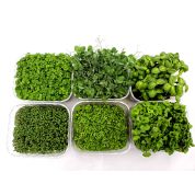 Organic Supergreens Punnet Selection