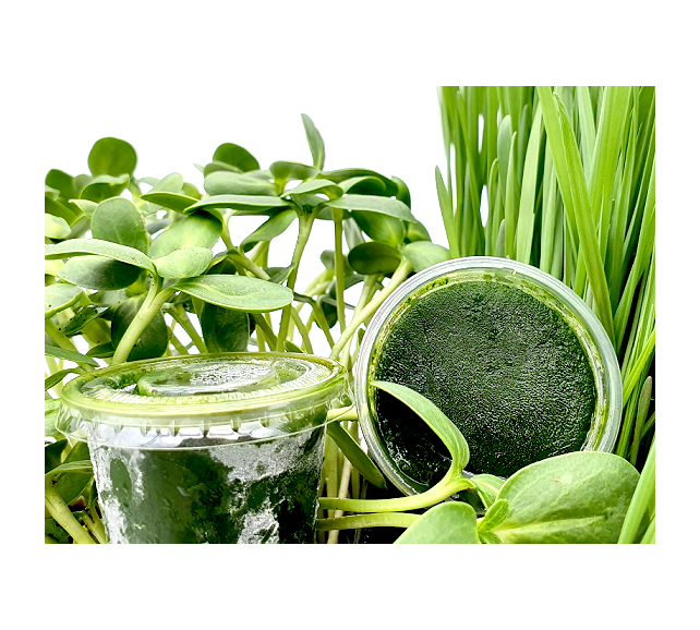 Frozen Sunflower Wheatgrass Juice 30 cups