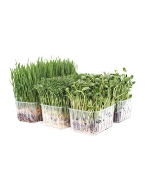 Organic Wheatgrass, Pea and Sunflower Punnet Selection