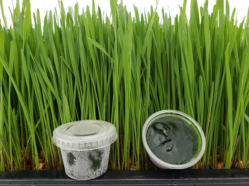 Never tried wheatgrass before?