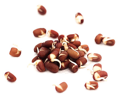 Organic Aduki Seed - How to Grow Aduki Sprouts