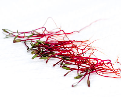 Organic Beetroot Seed - How to Grow Beetroot Greens