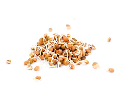 Organic Brown Lentils Seed - How to Grow Brown Lentils Sprouts