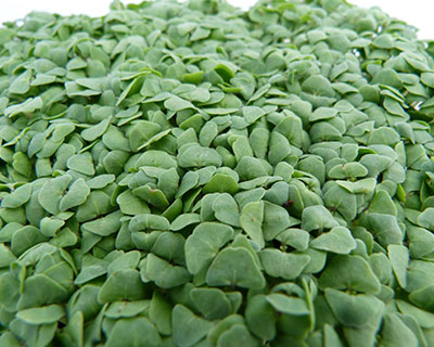 Organic Chia Seed - How to Grow Chia Greens