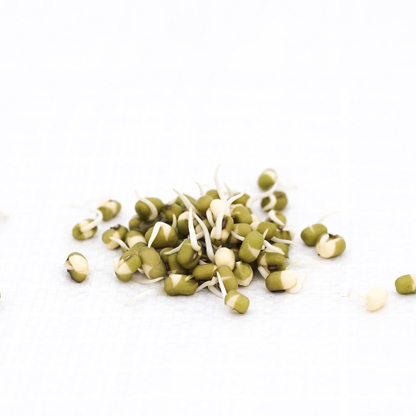 Mung Beans - Sprouting Instructions