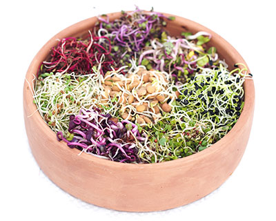 Organic Fennel Seed - How to Grow Fennel Greens
