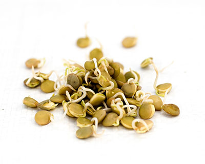 Organic Green Lentils Seed - How to Grow Green Lentils Sprouts
