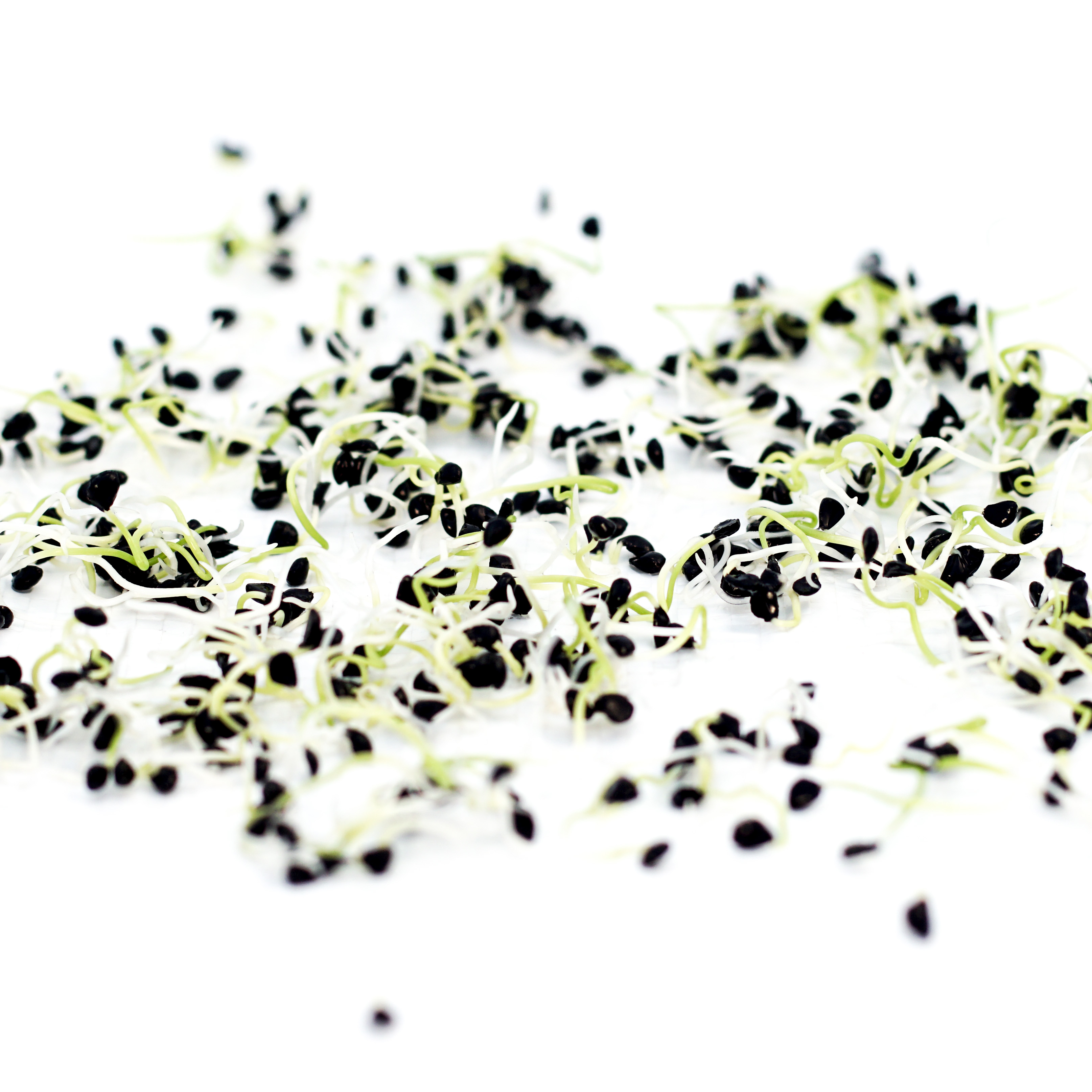 Organic Leek Seed - How to Grow Leek Sprouts