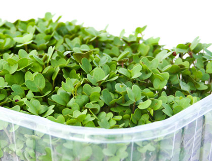 Organic Mustard Seed - How to Grow Mustard Sprouts