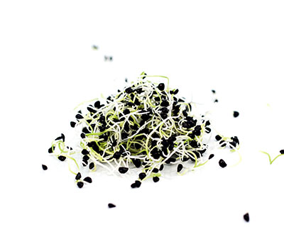 Organic Onion Seed - How to Grow Onion Greens