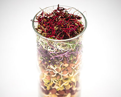 Organic Red Cabbage Seed - How to Grow Red Cabbage Sprouts