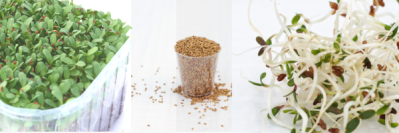 Alfalfa - Sprouting Instructions