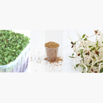 Alfalfa growing instructions