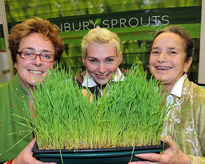 THE STORY OF ACONBURY SPROUTS