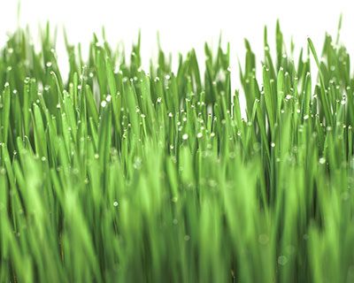 How to Grow Wheatgrass - Organic Spelt Grain