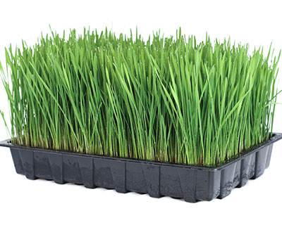 How to Grow Wheatgrass - Organic Wheat Grain