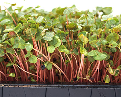 Organic Buckwheat seeds - How to Grow Buckwheat greens