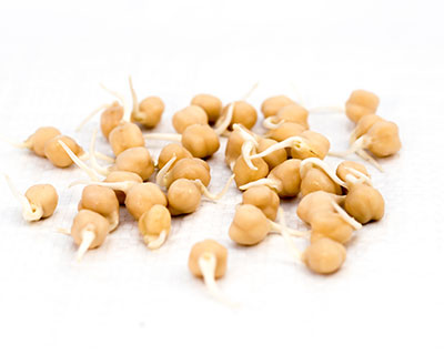 Organic Chickpeas Seed - How to Grow Chickpeas Sprouts