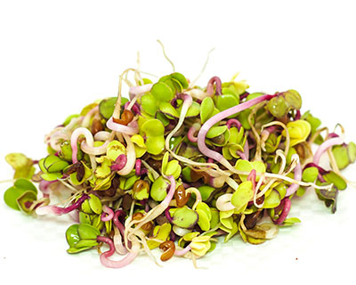Organic China Rose Radish Seed - How to Grow China Rose Radish Sprouts