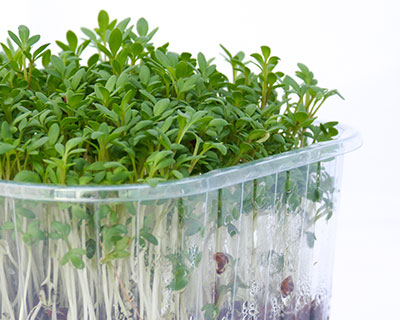 Organic Cress Seed - How to Grow Cress Sprouts