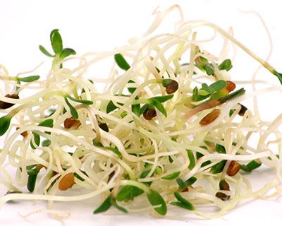 KORE what lovely sprouts!!!