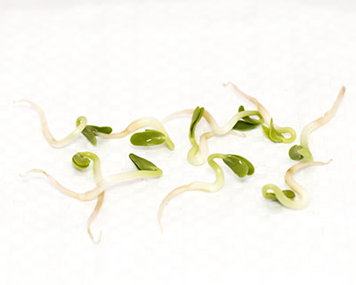 Organic Fenugreek Seed - How to Grow Fenugreek Sprouts